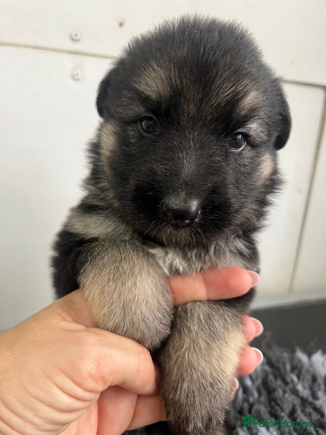 German Shepherd dogs for sale: Outstanding litter KC Reg German Shepherd puppies - Image 15