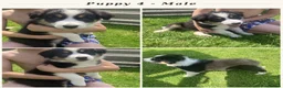 Border Collie dogs for sale: Border Collie Puppies  - Advert 5