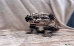 Cockapoo dogs for sale: Beautiful cockerpoo puppies F1  - Image 4
