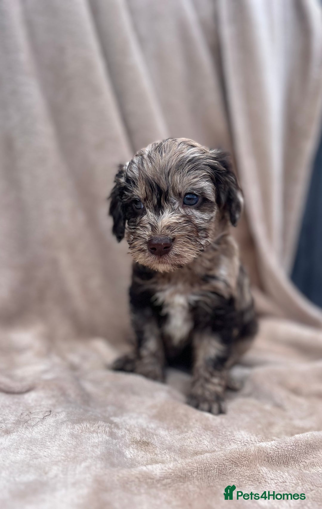 Cockapoo dogs for sale: Beautiful cockerpoo puppies F1  - Image 4