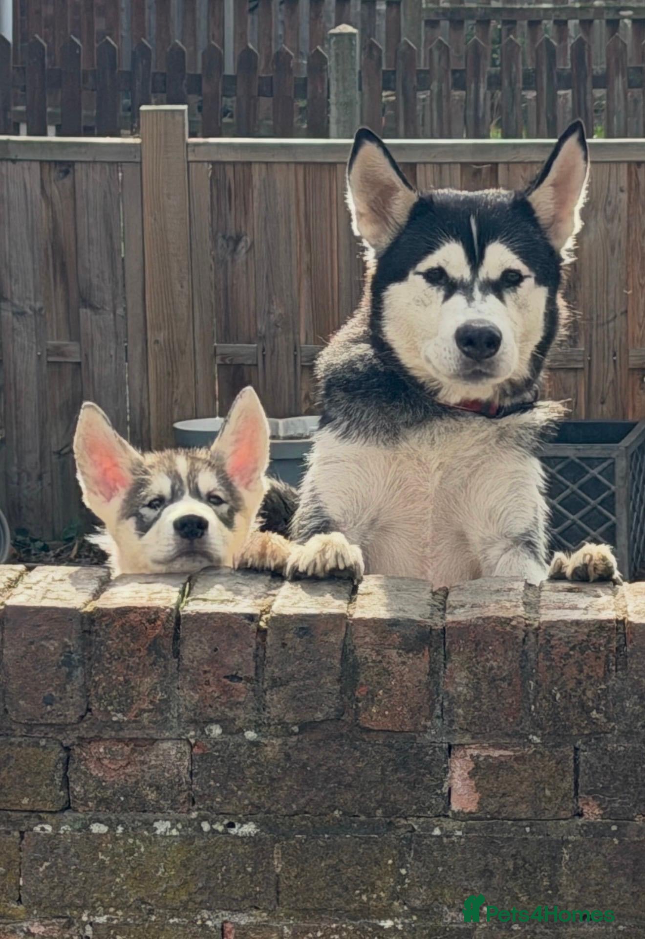 Utonagan dogs READY TO LEAVE. 2 stunning husky/malamute puppies - Advert 4