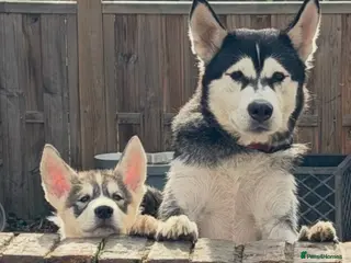 Utonagan dogs READY TO LEAVE. 2 stunning husky/malamute puppies - Advert 1