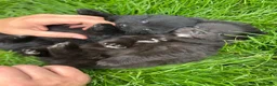 Pomeranian dogs for sale: Beautiful & Chunky Pomeranian puppy's for sale - Advert 11