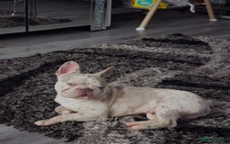 French Bulldog dogs for sale: Micro frenchie male  - Image 5