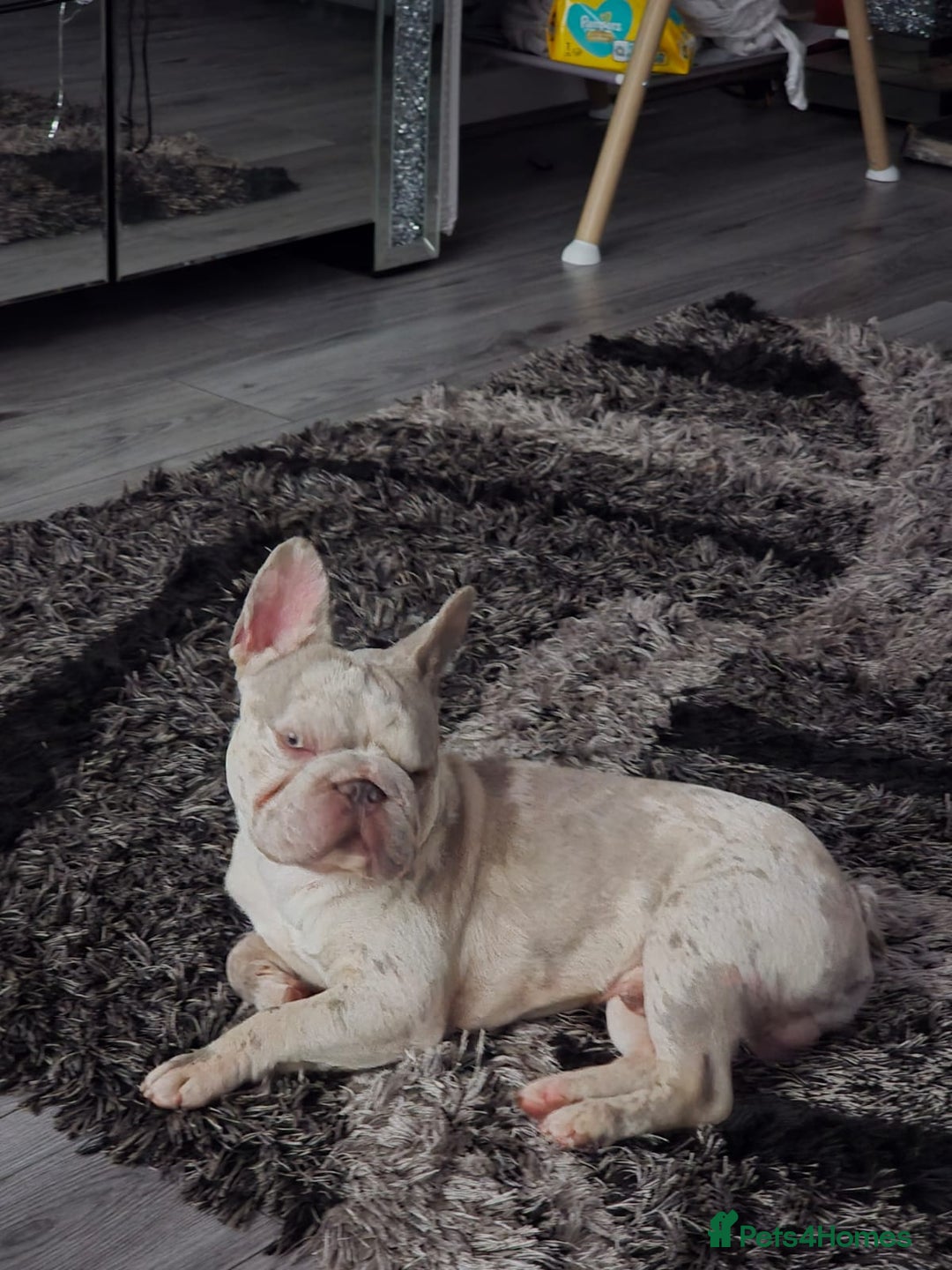 French Bulldog dogs for sale: Micro frenchie male  - Image 5