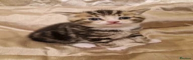 Mixed Breed Kitten 2