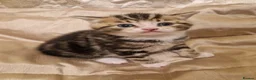 Mixed Breed cats for sale: British Short Hair x domestic  - Advert 5