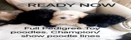 Toy Poodle dogs for stud: *2 STUDS AVAILABLE*FULL PEDIGREE SILVER & PHANTOM in Colwyn Bay - Advert 26