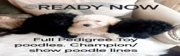 Toy Poodle dogs for stud: *2 STUDS AVAILABLE*FULL PEDIGREE SILVER & PHANTOM - Advert 27