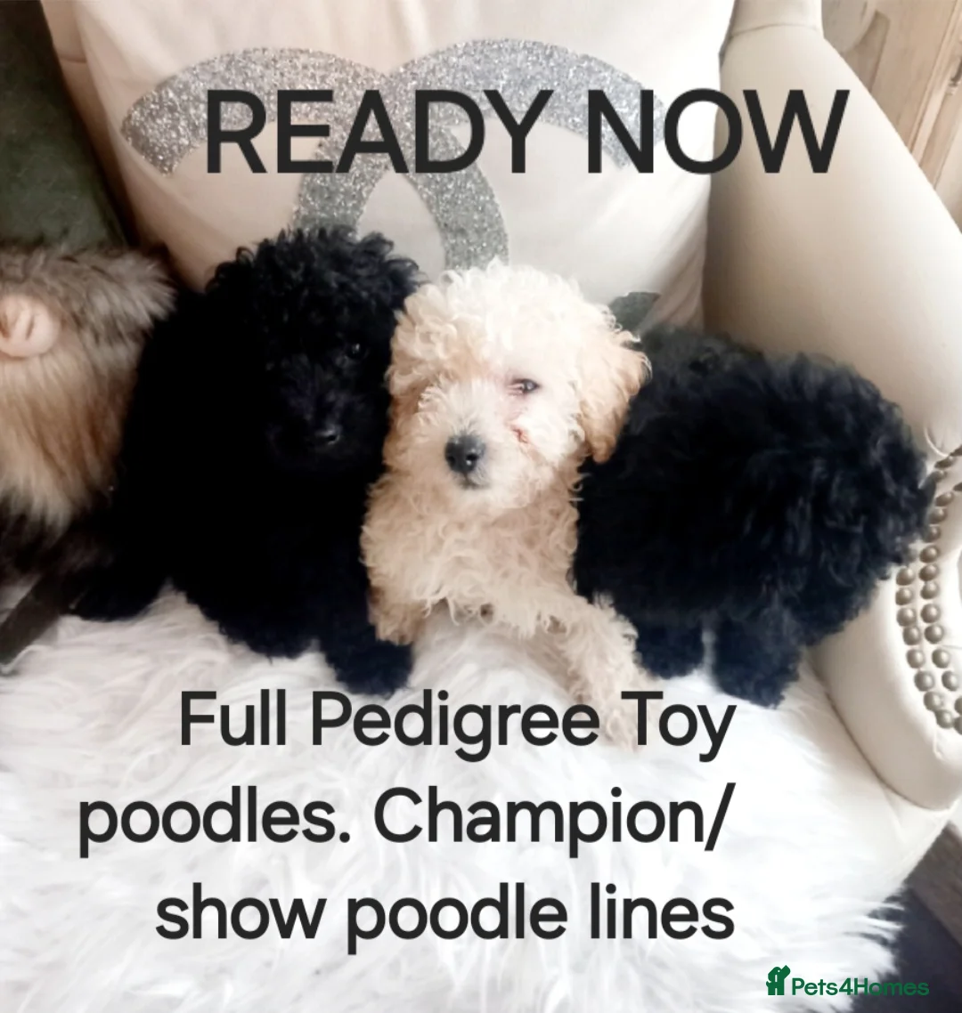 Toy Poodle dogs for stud: *2 STUDS AVAILABLE*FULL PEDIGREE SILVER & PHANTOM - Advert 27