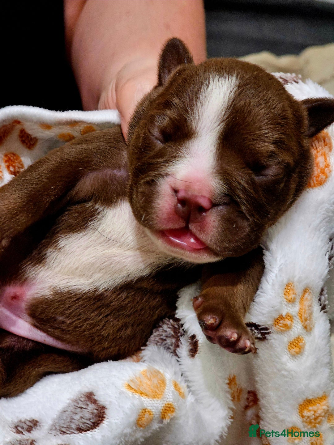 English Bulldog dogs for sale: KC Reg English Bulldogs Champion Bloodlines  - Image 23