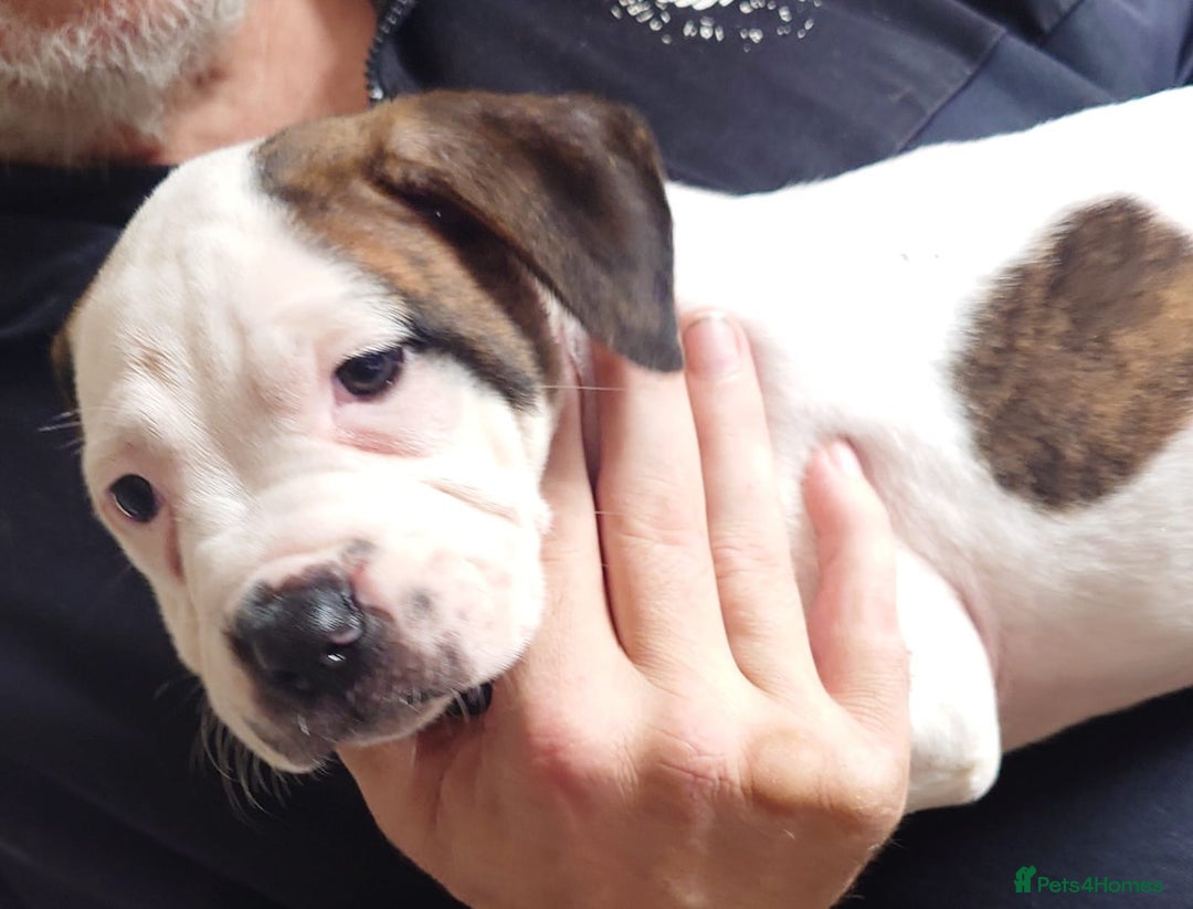 Mixed Breed dogs for sale: Looking for there forever home  - Image 11