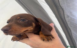 Dachshund dogs for sale: Dachshund puppies  - Image 15