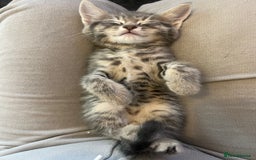 Domestic Shorthair cats for sale: 3 kittens for sale - Image 11