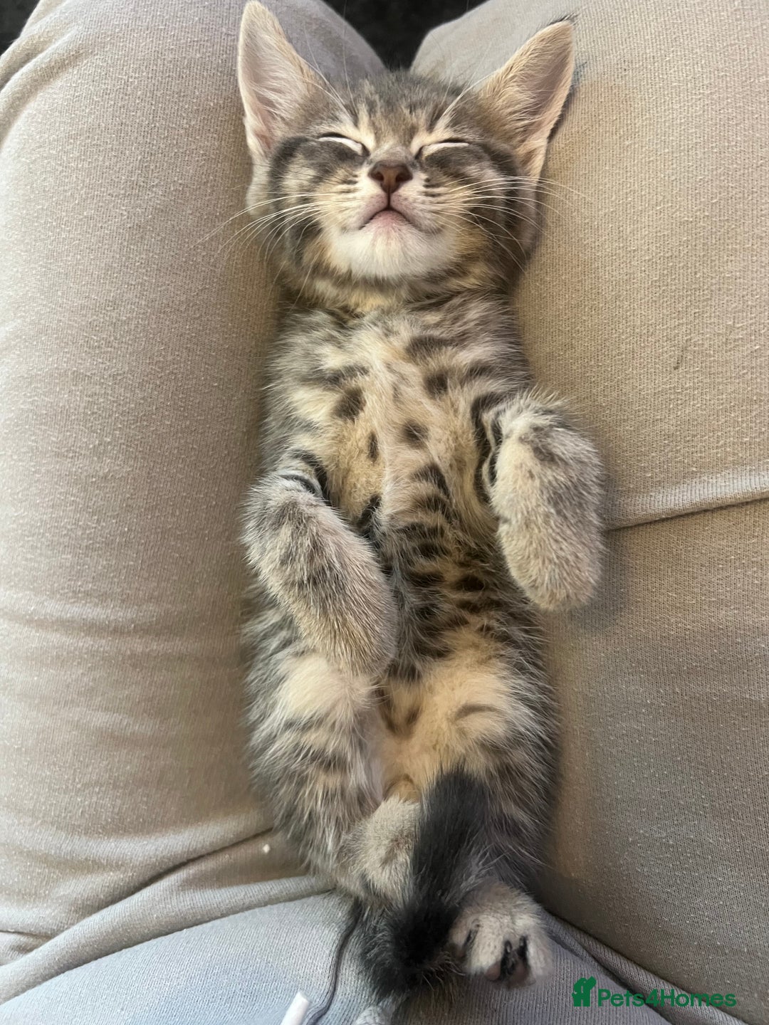 Domestic Shorthair cats for sale: 3 kittens for sale - Image 11