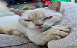 British Shorthair cats for sale: British Shorthair Colourpoint Female 14mths - Advert 2