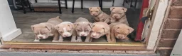American Bully dogs for sale: American Bull Pocket - Advert 12
