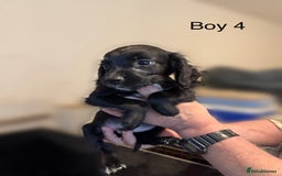 Cocker Spaniel dogs for sale: Beautiful cocker spaniel puppies ready now - Image 22