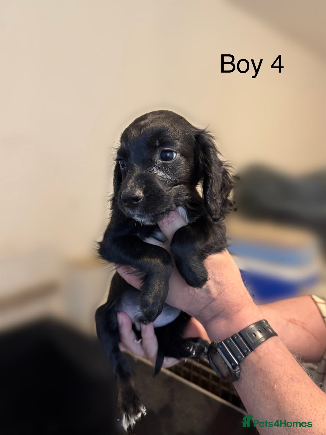 Cocker Spaniel dogs for sale: Beautiful cocker spaniel puppies ready now - Image 22
