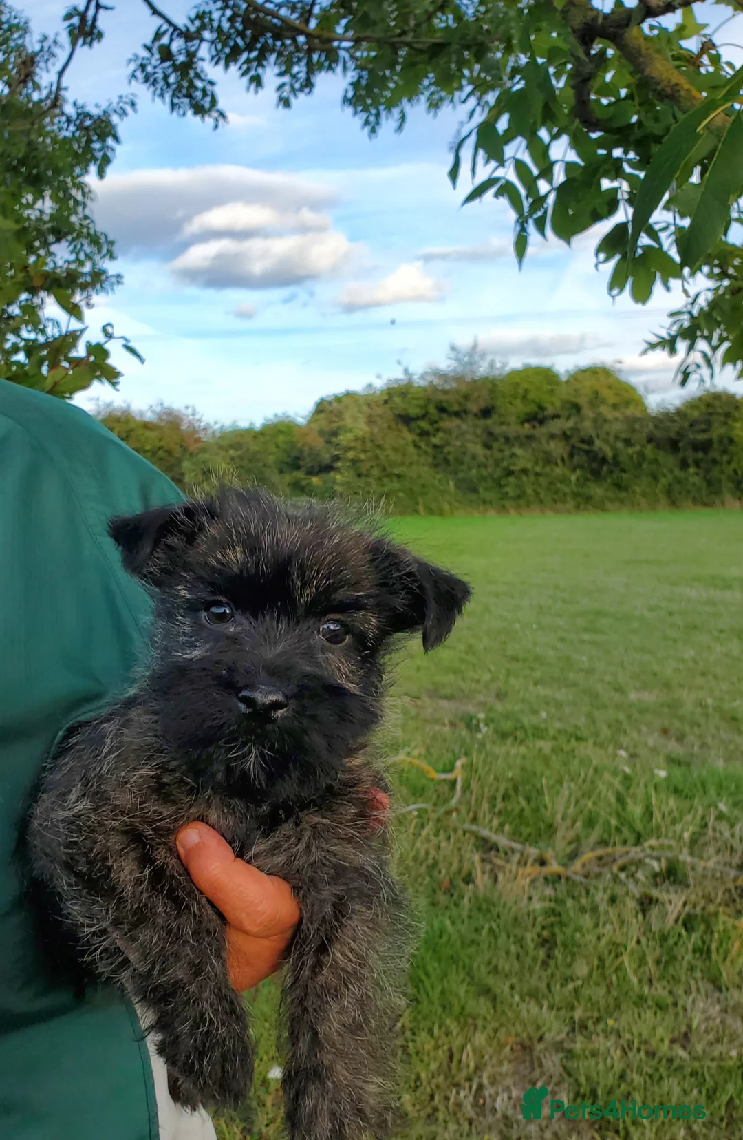 Cairn Terrier dogs for sale: Beautiful litter of Pedigree Cairn Terrier’s  - Advert 9