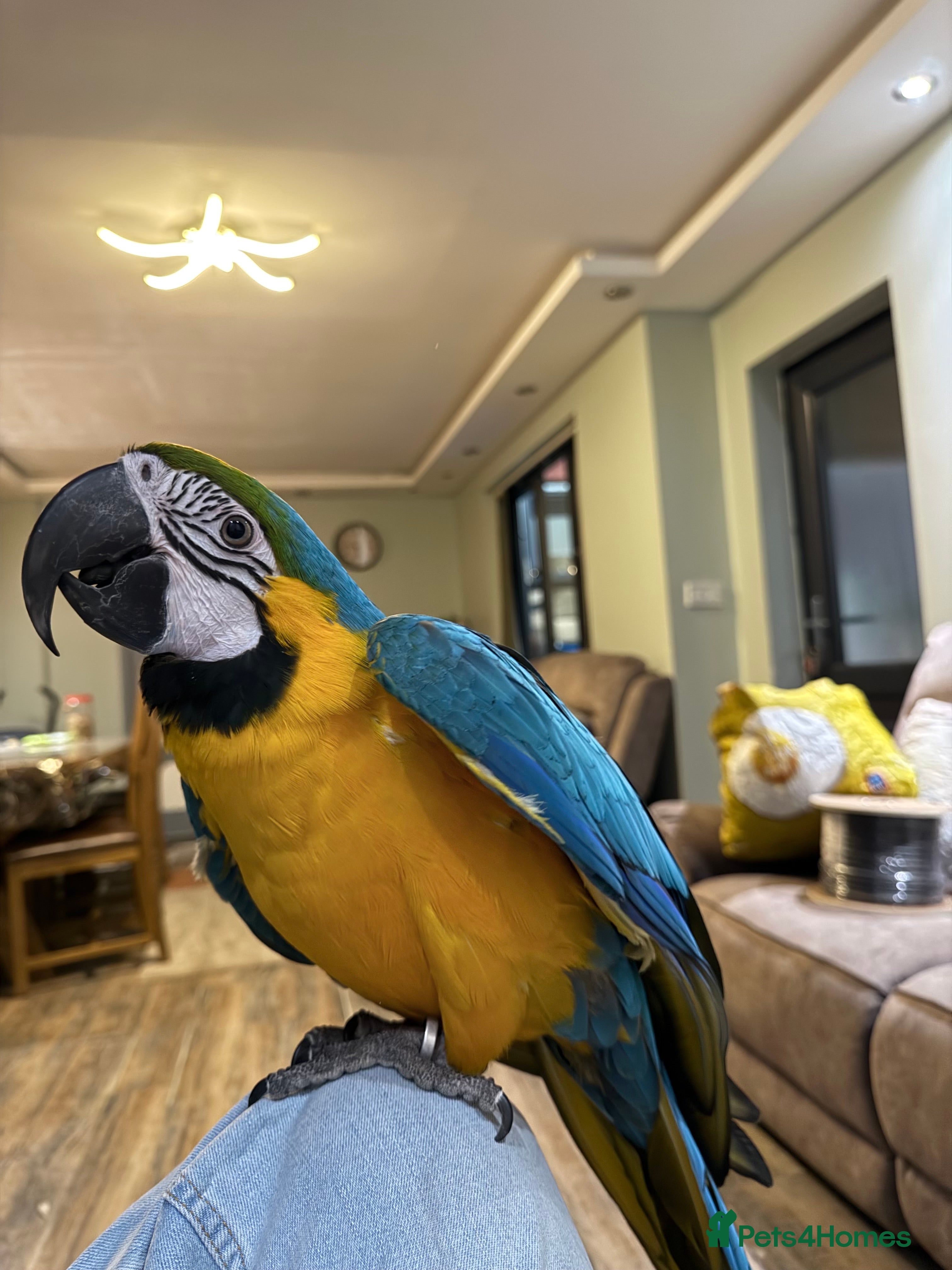 Macaws birds Tamed Birds for Sale (with DNA Certificate) - Advert 2