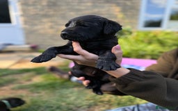 Labrador Retriever dogs for sale: Last remaining Beautiful Labradors  - Image 13
