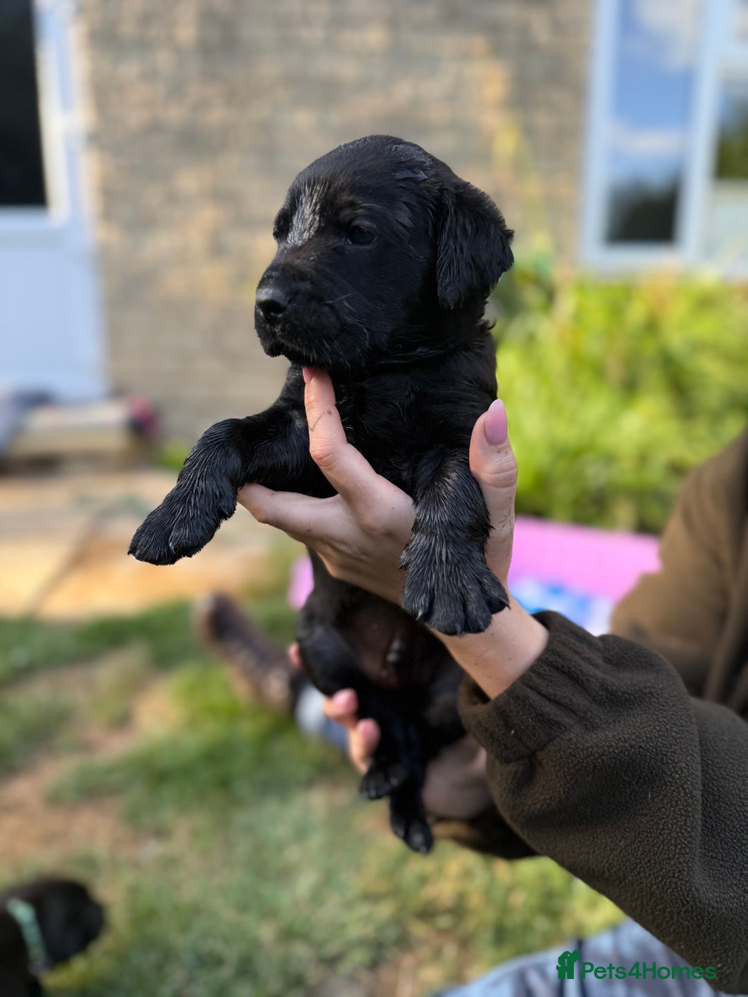 Labrador Retriever dogs for sale: Last remaining Beautiful Labradors  - Image 13