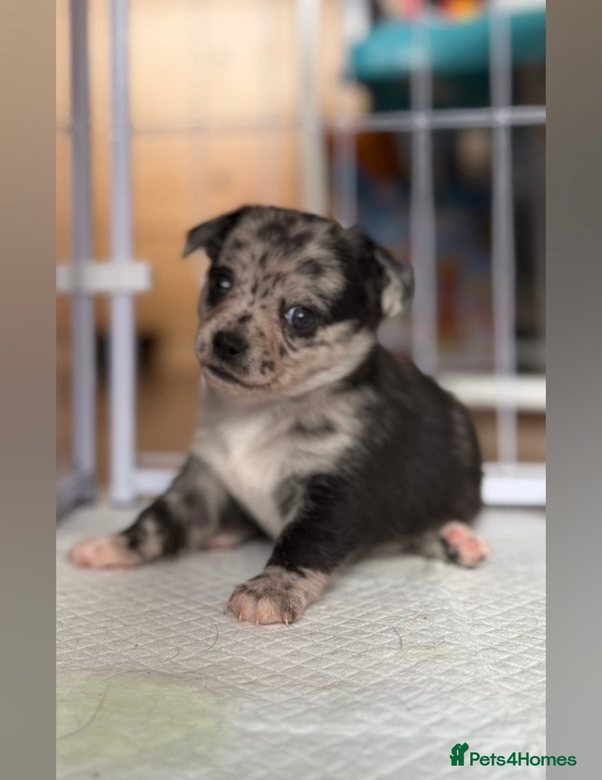 Chihuahua dogs 🐾 Stunning Chihuahua Puppies Available 🐾 - Advert 9
