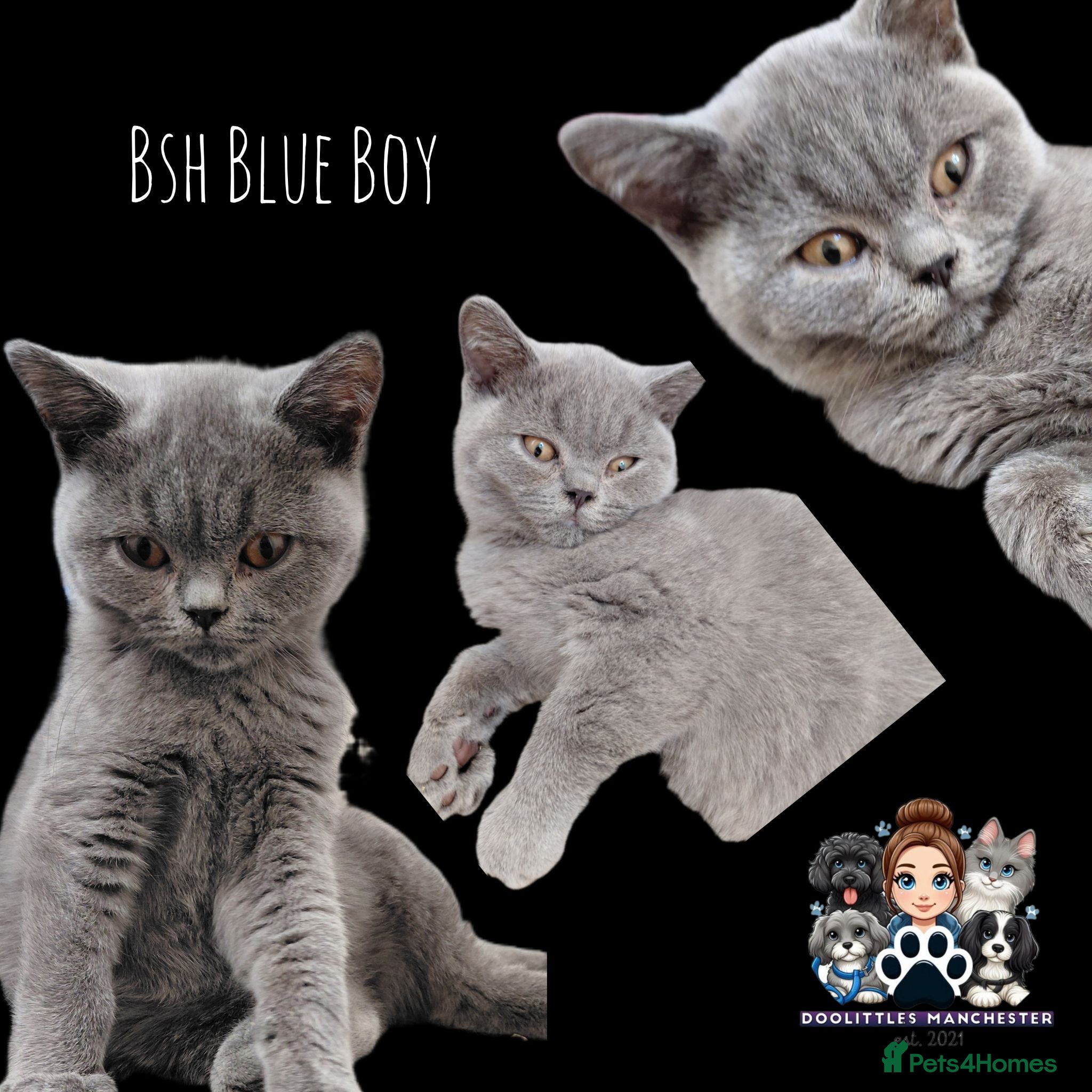 British Shorthair cats REDUCED & READY TO LEAVE 5* GCCF BSH Kittens - Advert 2