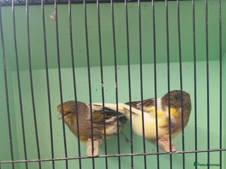 Canaries birds - Advert 23