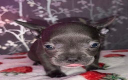 French Bulldog dogs for sale: French bulldog puppy’s - Image 9