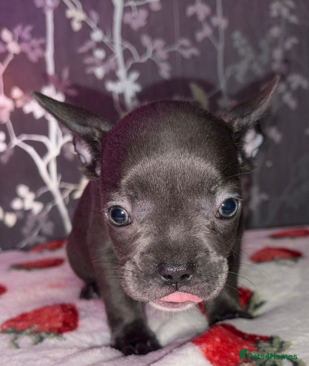 French Bulldog dogs for sale: French bulldog puppy’s - Image 9
