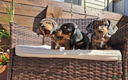 Dachshund dogs for sale: Dachshund puppies 🐶  - Image 5