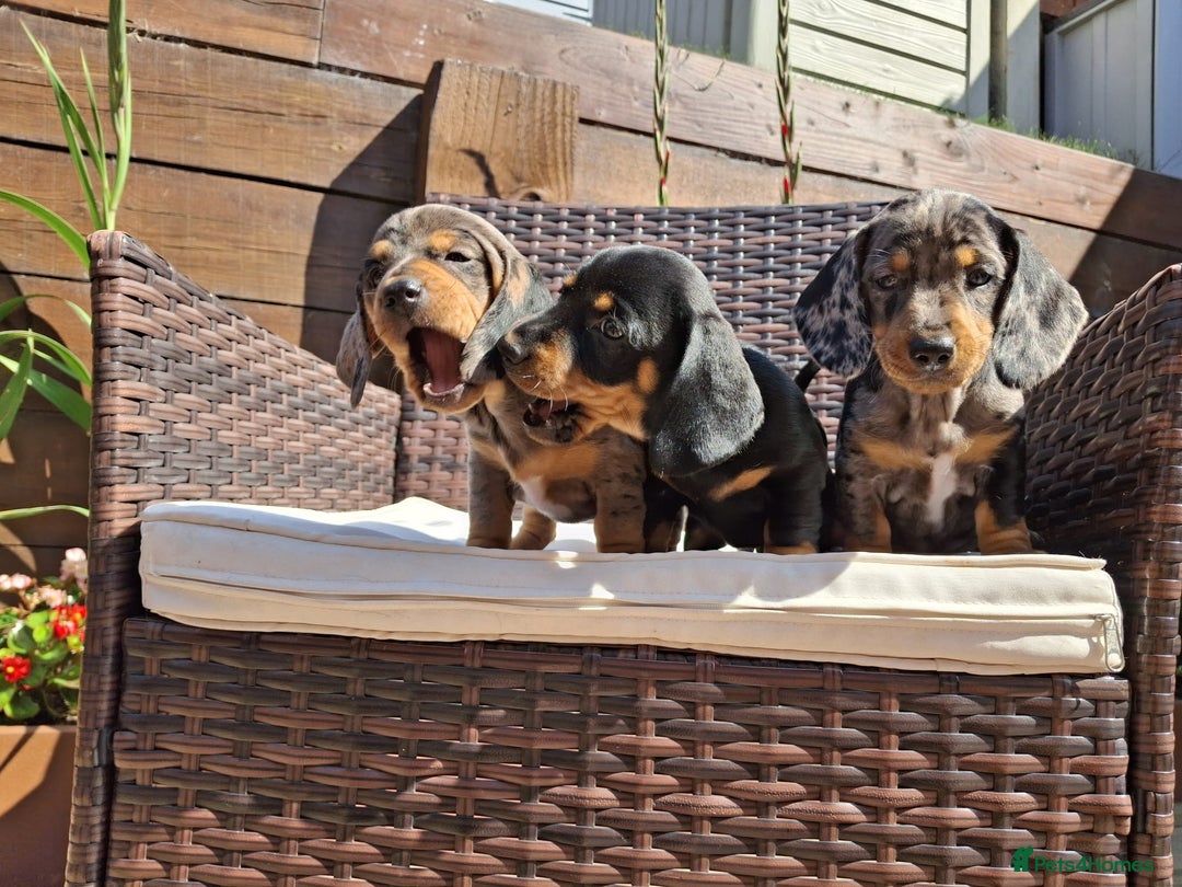 Dachshund dogs for sale: Dachshund puppies 🐶  - Image 5