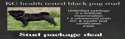 Pug dogs for stud: Health tested black pug stud  in Stevenage - Advert 37