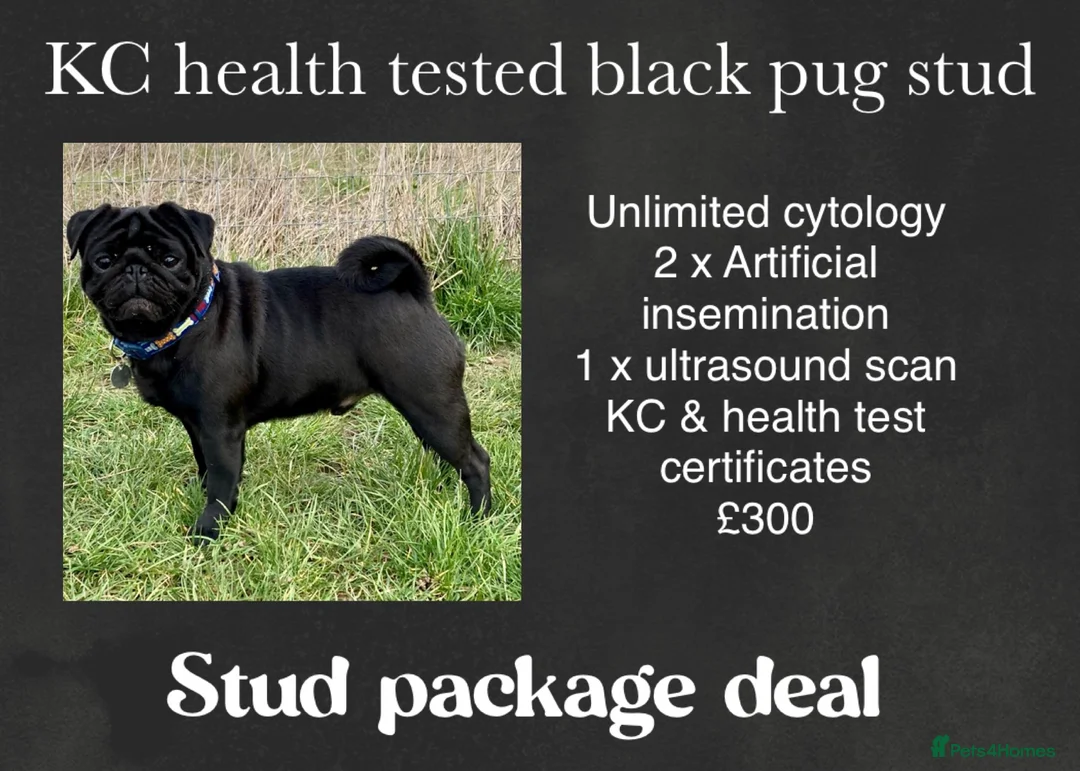 Pug dogs for stud: Health tested black pug stud  in Stevenage - Advert 37