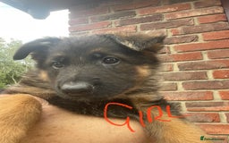 German Shepherd dogs for sale: German Shepherd pups KCRegistered/hip&elbow scored - Image 17