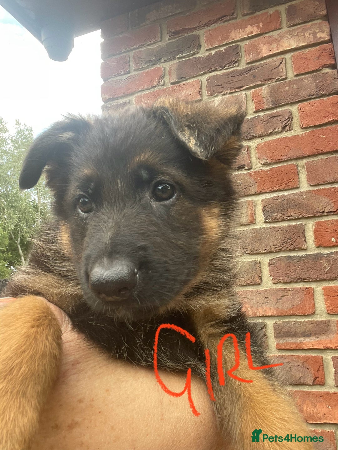 German Shepherd dogs for sale: German Shepherd pups KCRegistered/hip&elbow scored - Image 17