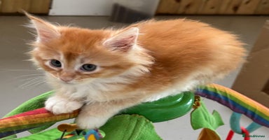 Maine Coon cats - Advert 2