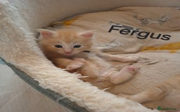 Maine Coon cats for sale: Gorgeous maine coon kittens - Image 7