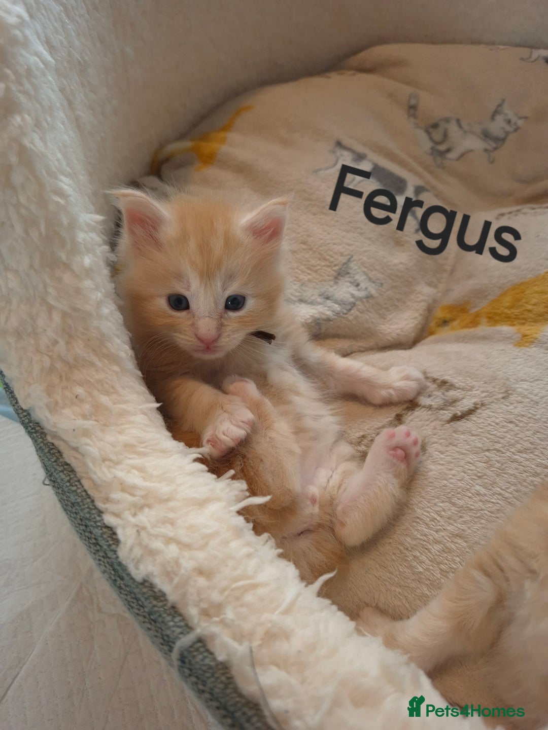 Maine Coon cats for sale: Gorgeous maine coon kittens - Image 7