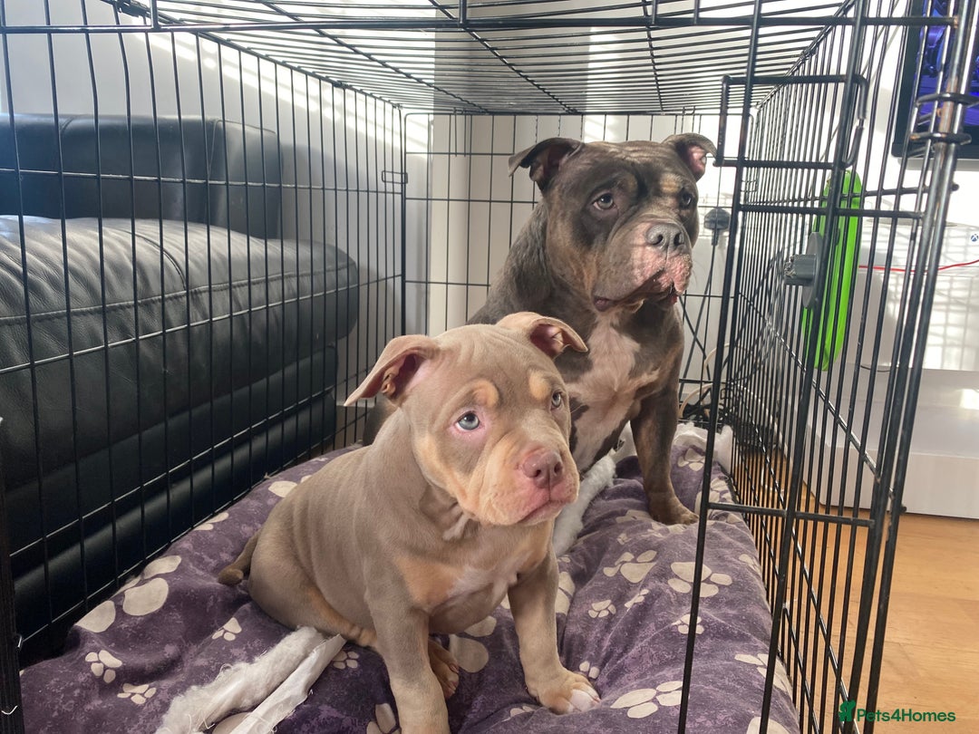 American Bulldog dogs for sale: Porcha - Image 7