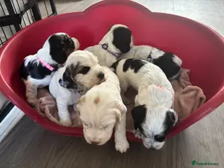 Sprocker dogs 6 beautiful sprocker cross puppy’s for sale - Advert 5