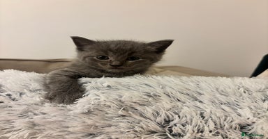 British Shorthair cats - Advert 2