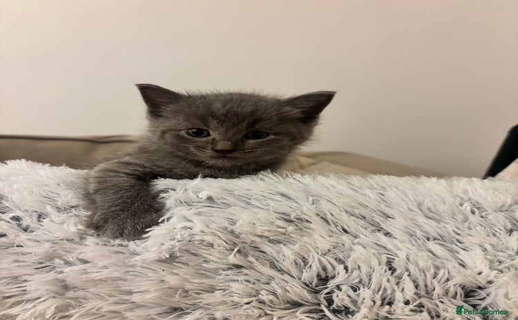 British Shorthair cats - Advert 8