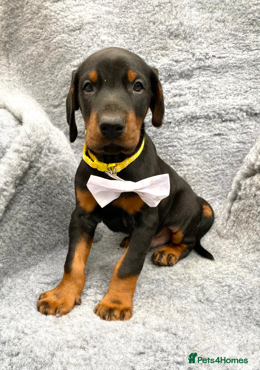 Dobermann dogs for sale: KC REGISTERED DOBERMAN ( 11 months old : Intact) - Advert 18