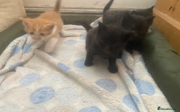 Mixed Breed cats for sale: 4 beautiful kittens. 1 boy 3 girls  - Image 3