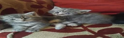 Mixed Breed cats for sale: 5 week old beautiful fluffy babies.  - Advert 2
