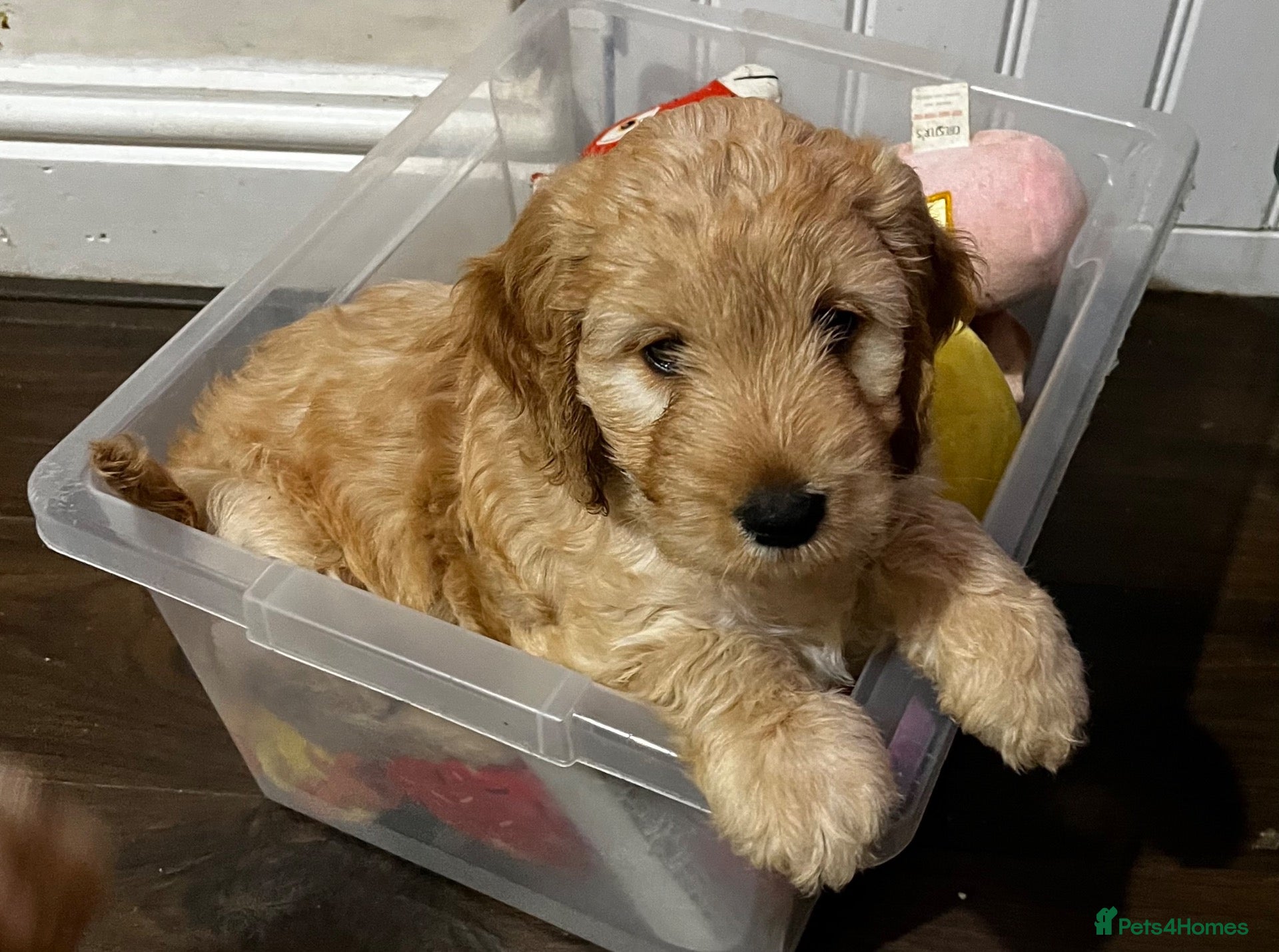 Cockapoo dogs for sale: female apricot miniature Cockapoos - Advert 1