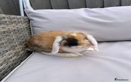 Mini Lop rabbits for sale: Beautiful baby mini lop rabbits  - Image 11